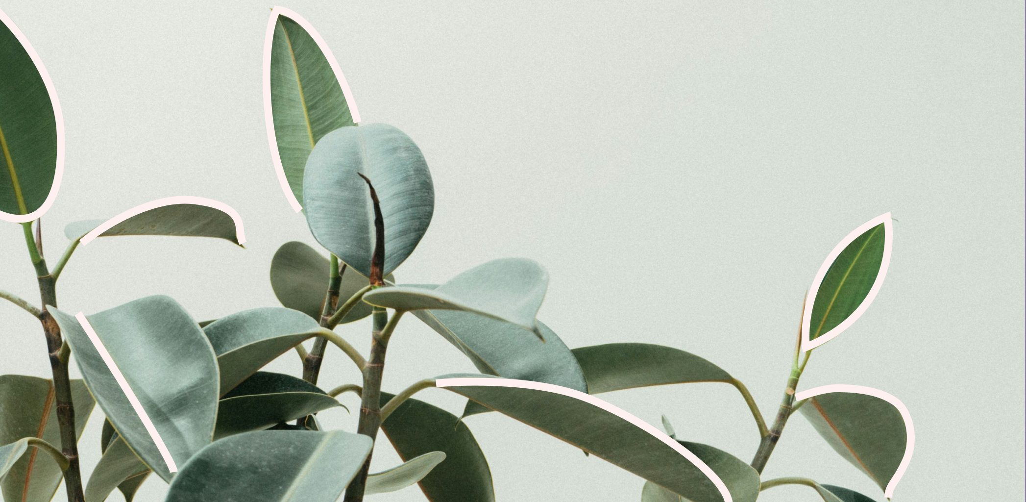 Дачный сезон. За какие растения могут оштрафовать в 2024 году